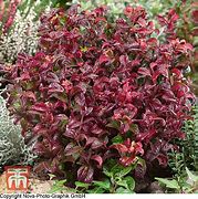 Image result for Leucothoe axillaris Twisting Red
