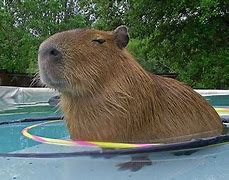 Image result for What Is the Biggest Hamster