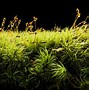 Image result for Rock Moss Lawn