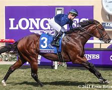 Image result for Breeders Cup Champions
