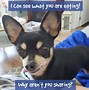 Image result for Funny Chihuahua Memes