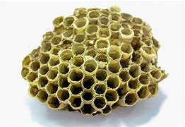 Image result for Honey Hive