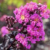 Image result for Black Diamond Crape Myrtle Varieties