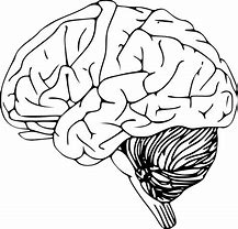 Image result for Brain PNG