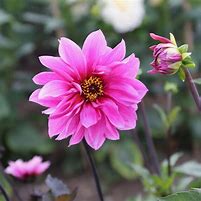 Image result for Dahlia Fascination