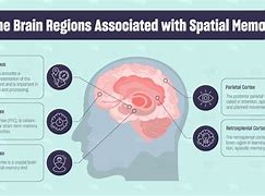 Image result for Spatial Memory