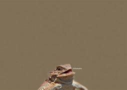Image result for Hehehe Lizard Meme