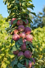 Image result for Apple Trees Varieties