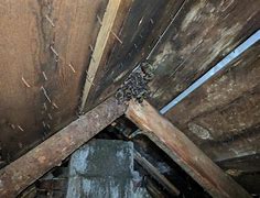 Image result for Bats in the House Attic