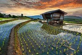 Image result for Chiang Mai Thailand Rice Paddies