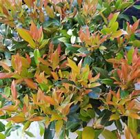 Image result for Leucothoe axillaris Little Flames