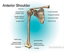 Image result for Complete Anatomy of Should