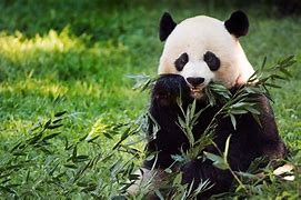 Image result for Panda Eating Wallpaper
