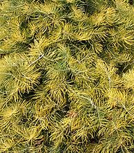Image result for Abies concolor Wintergold