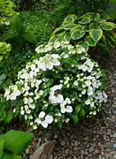 Image result for Hydrangea Runaway Bride