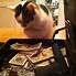 Image result for Rich Cat Meme