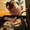 Image result for Cat with Money PFP