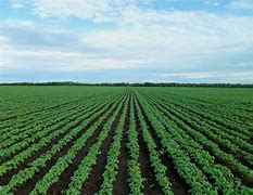 Image result for Crop Farming Pictures