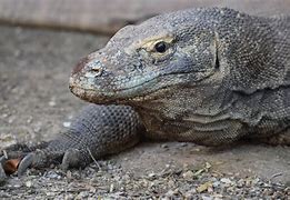 Image result for Comodo Dragon Beta