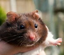 Image result for Brown and White Hamster