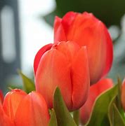 Image result for Tulipa Orange van Eijk