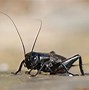 Image result for "field-cricket"