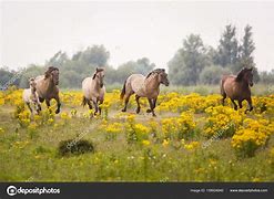 Image result for Wild Horses From the Old West