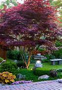 Image result for Bloodgood Japanese Maple Tree