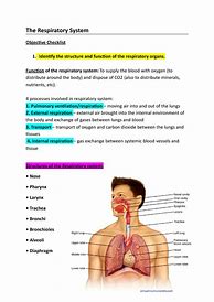 Image result for Respiratory System Cheat Sheet