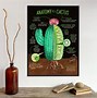 Image result for Cactus Cross Section