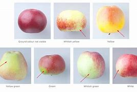 Image result for Inside Color of Apple