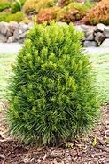 Image result for Pinus sylvestris Green Penguin