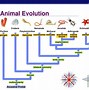 Image result for Animal Evolution Chart