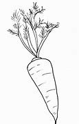 Image result for Carrot Drawing