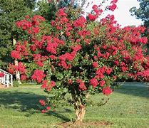 Image result for Lagerstroemia Petite Red