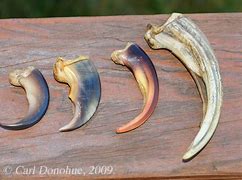 Image result for Bear Claw Size