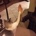 Image result for High Five Funny Cat