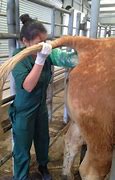 Image result for Cow Palpation