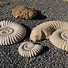 Image result for Petrified Fossils Examples