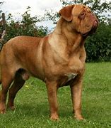 Image result for Bordeaux Dog Breed