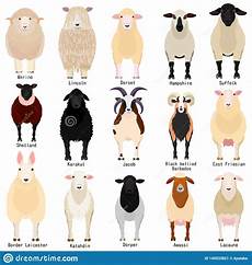 Sheep Chart With Breeds Name Stock Vector Illustration