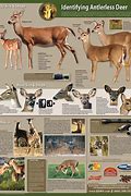 Image result for Buck Ages
