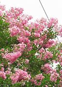 Image result for Arizona Flowering Trees