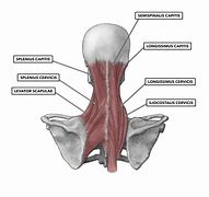 Image result for Cervical Neck Muscles Anatomy