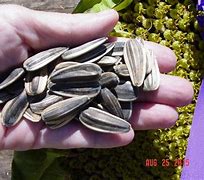 Image result for The Biggest Sunflower Seed