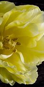 Image result for Artistic Flower Photos