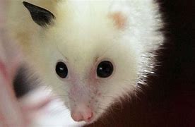 Image result for Albino Fox Bat