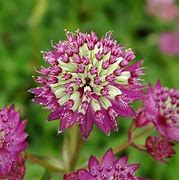 Image result for Astrantia major Star of Beauty