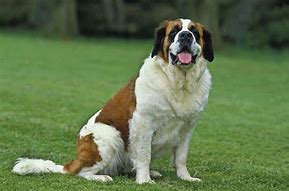 Image result for Adult Saint Bernard Dogs