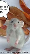 Image result for Rat Snitch Meme